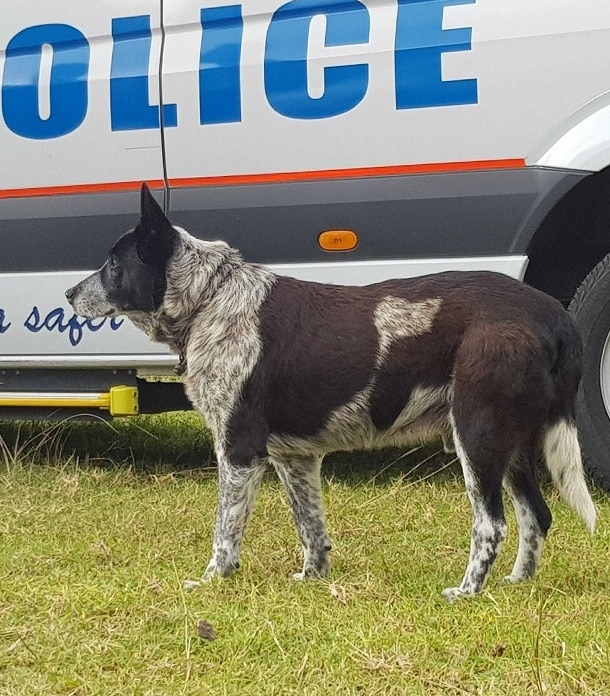 感動話 Qld州初の名誉警察犬 迷子の3才を17時間守りきった犬